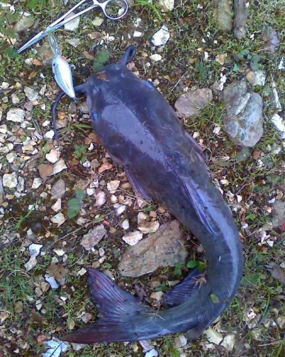 Catfish photo