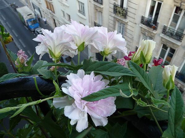 Calistegia terry cultivation