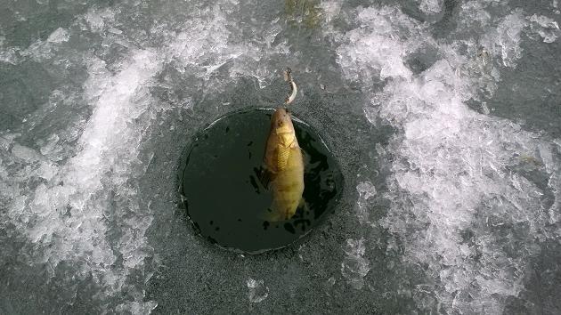 Ловля окуня по первому льду на балансир 