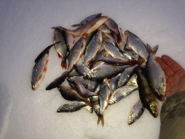 Рыба на Оке зимой. Зимняя рыбалка в Рязани. ГРЭС Рязанская область рыбалка. Рыбалка на Проне Рязанская область зимняя. Куплю для рыбалки в рязани