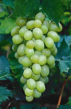 10 лучших сортов винограда