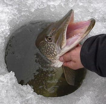 Fishing in the Vitebsk region photo