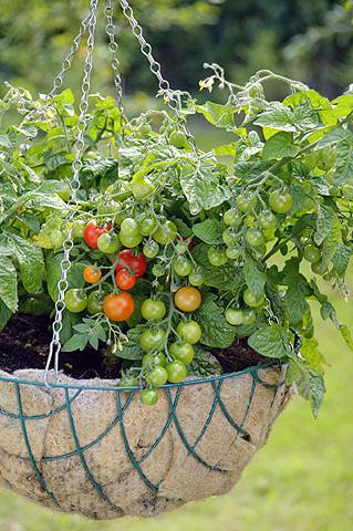 Small tomatoes