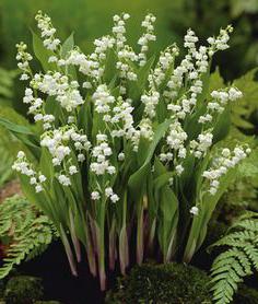 Garden lily of the valley photo