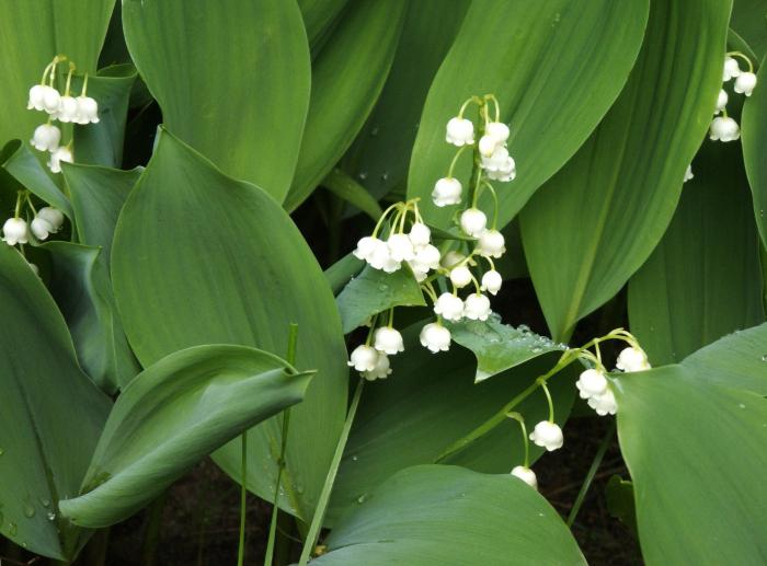 The lily of the valley is garden