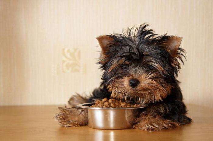 dog food go reviews