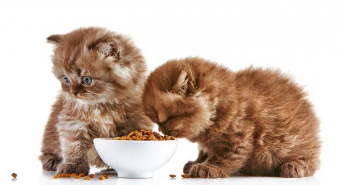 1st choice cat food reviews