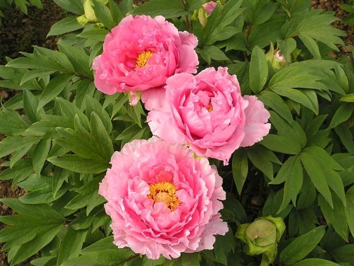 how to plant peonies in spring