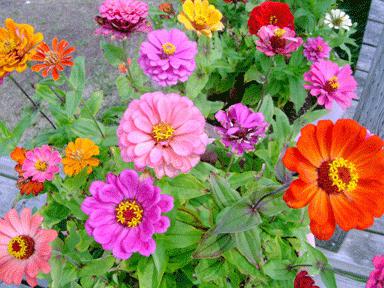 zinnia planting and care photo