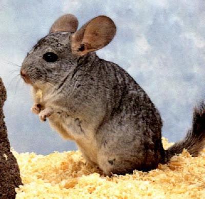 breeding chinchillas as a business at home