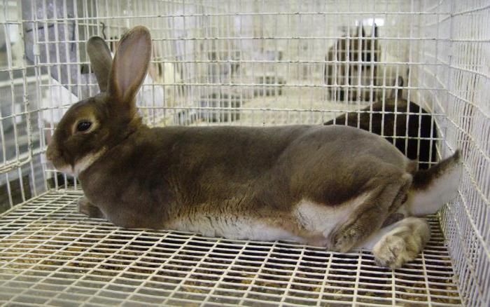 размеры сетки для клеток кроликов