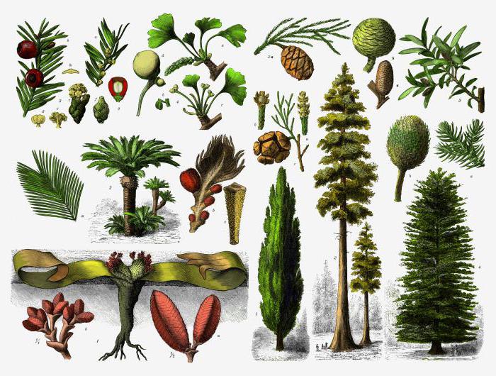  голосеменные растения отличаются от покрытосеменных отсутствием 