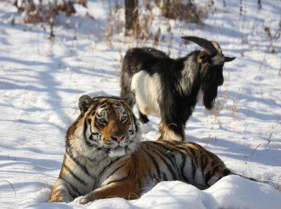 Тигр и козел Приморский Сафари-парк