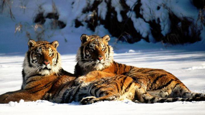 Тигры в Приморском Сафари-парке
