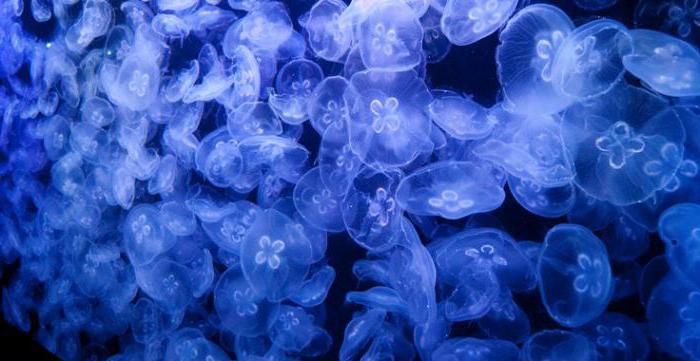 Сонник - к чему снятся медузы