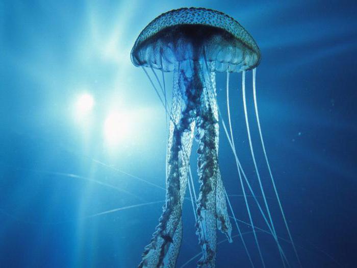 Сонник: Медуза в воде