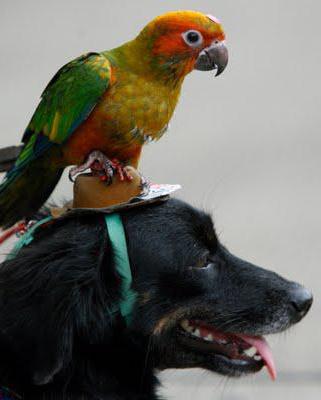 Анекдоты про попугая и собаку
