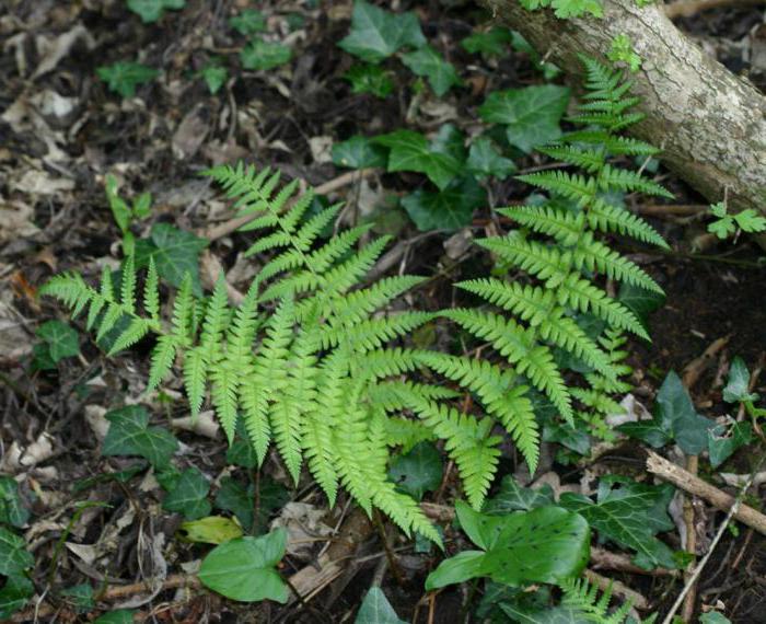 ferns in the garden