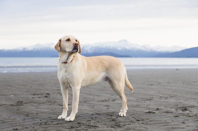 nickname for a Labrador boy fawn