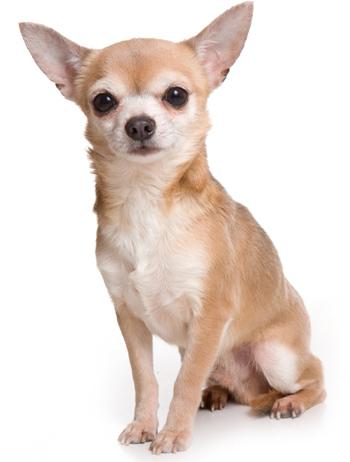 chihuahua care and maintenance