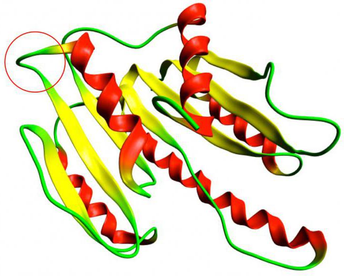 Рисунок биополимеров. Белки это биополимеры молекулы которых построены из остатков. Белковые молекулы построены из остатков. Protein loop. Protein c loops.