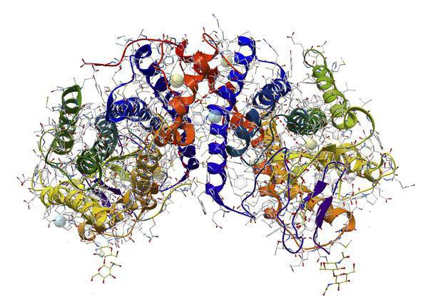биохимия аминокислоты белки углеводы