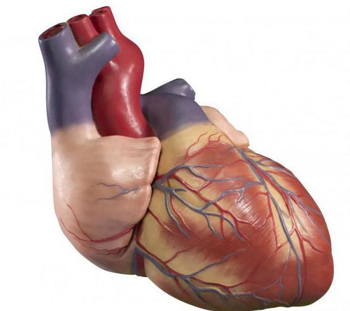 регуляция работы сердца и кровеносных сосудов