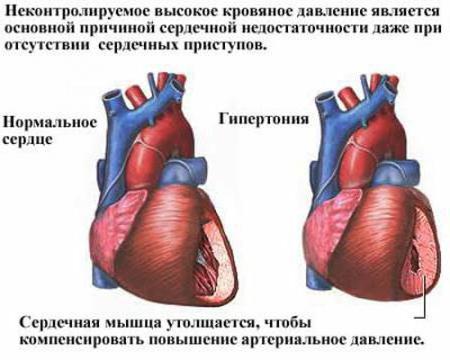 как осуществляется регуляция работы сердца