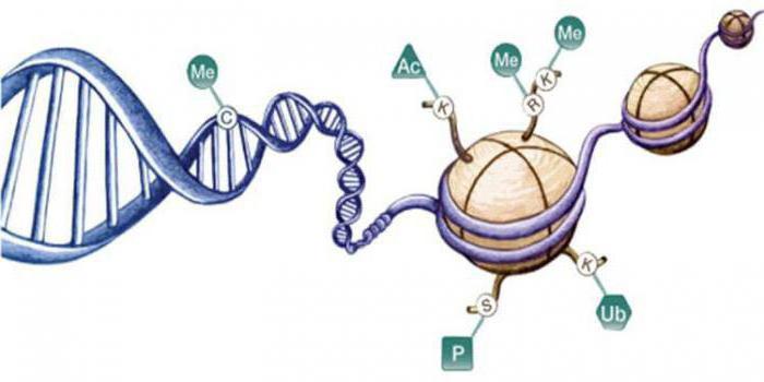 функции гистоновых и негистоновых белков в хромосоме