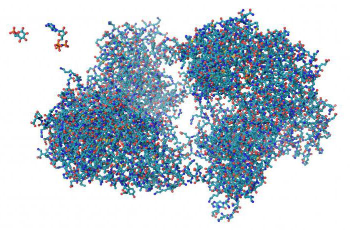 негистоновые белки в хромосомах