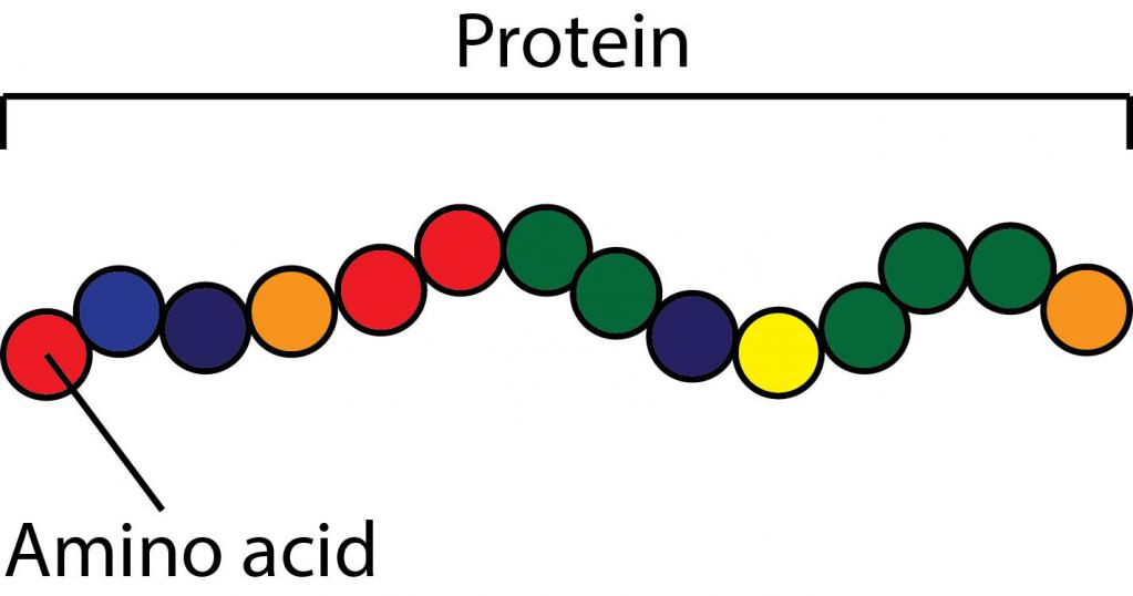 состав протеинов