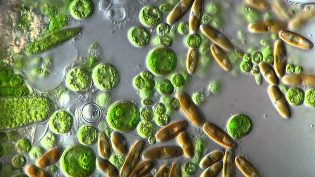 микробиология как наука предмет и задачи микробиологии
