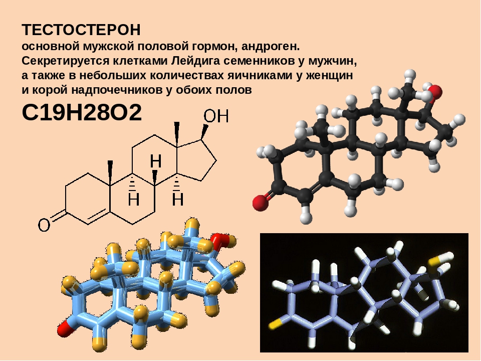 Схема выработки тестостерона