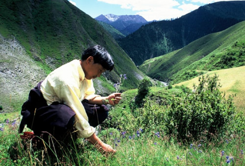 herbalists healers of Russia