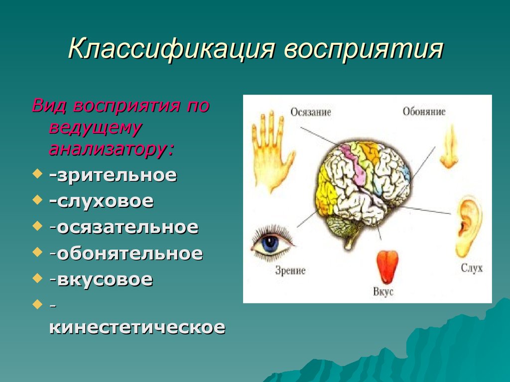 Воспринять восприятие. Виды восприятия. Классификация восприятия. Классификация видов восприятия. Анализаторы восприятия в психологии.