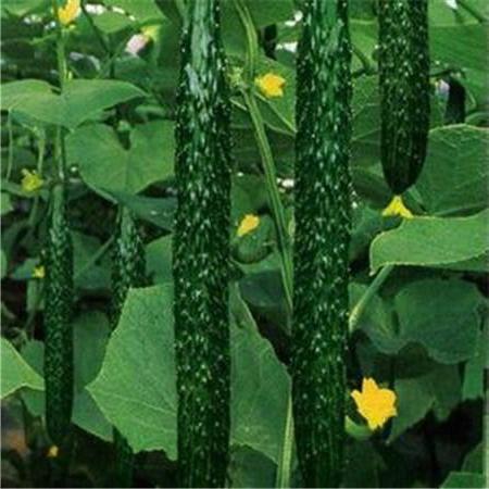 cucumber "Chinese snake" photo