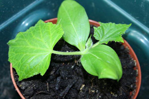 cucumber variety "Chinese snake"