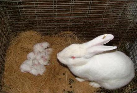крольчихи беременна