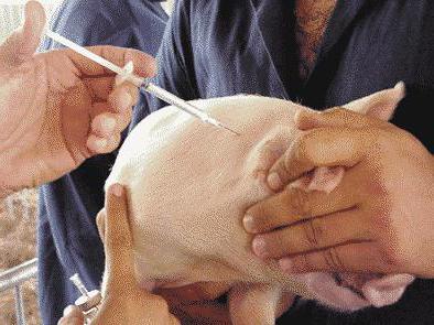 стимуляторы роста при откорме свиней