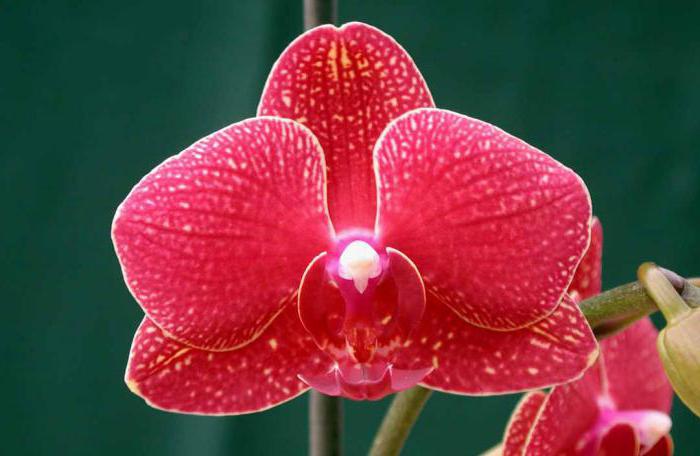 орхидея фаленопсис уход после покупки