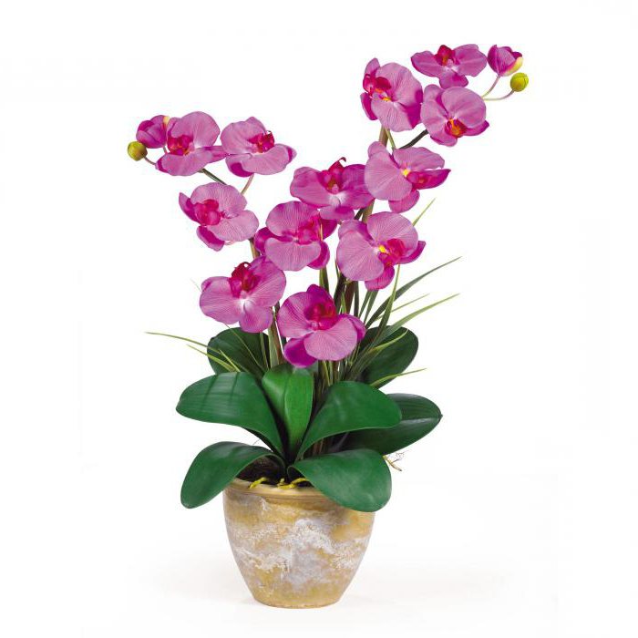 уход за орхидеями в горшке после покупки