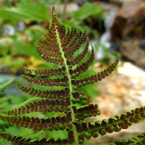 general characteristics of fern-shaped