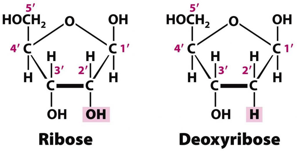 dna and rna comparison