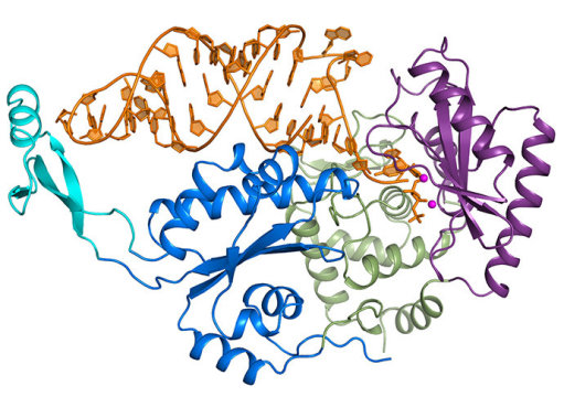 comparison of dna and rna conclusion