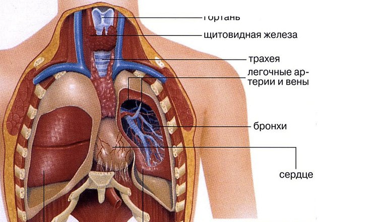 расположение внутренних органов человека