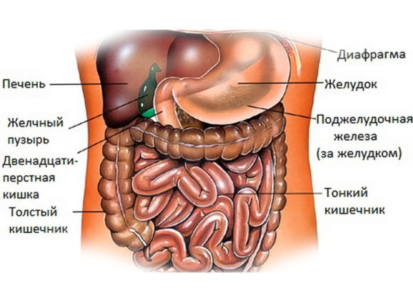 расположение внутренних органов человека в брюшной полости