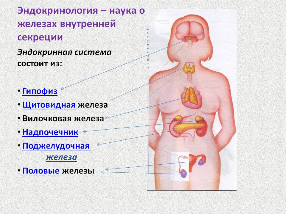 эндокринная система анатомия