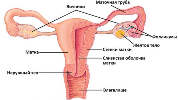 внутренние половые органы женщины