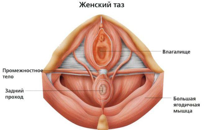 анатомия внутренних половых органов женщины