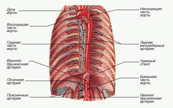 строение грудной аорты